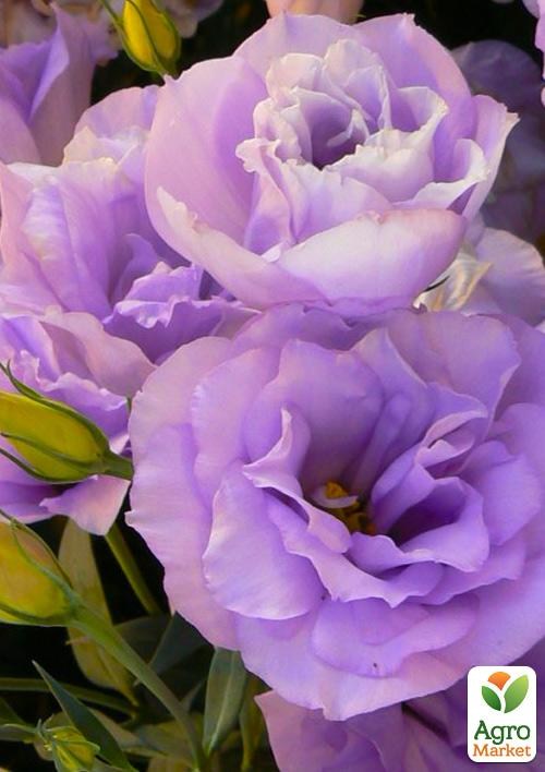 Эустома махровая "Mariachi Lavender" укорененная в контейнере Р9