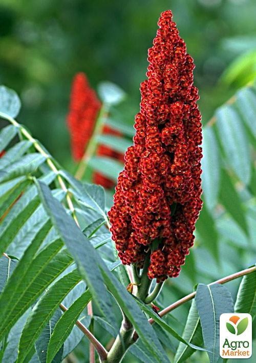 Сумах Віргінський (Оцтове дерево) - фото 2