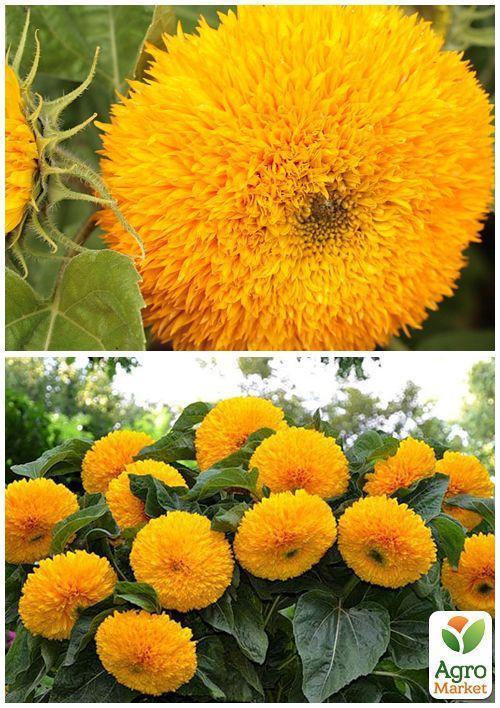 На вагу Соняшник "Ведмедик" ТМ "Весна" ціна за 3г - фото 4