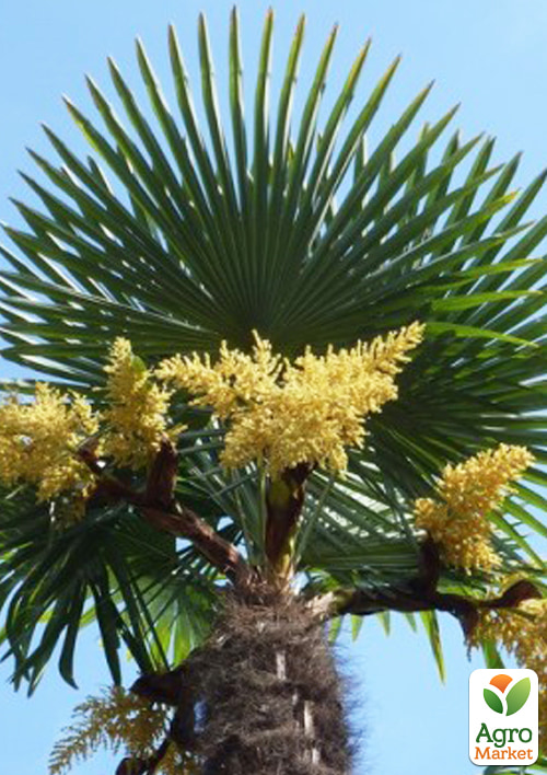 LMTD Трахікарпус (Trachycarpus Fortunei) висота 130-140см - фото 5