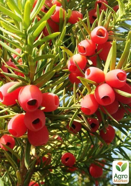 Тис ягодный "Taxus baccata Summergold"