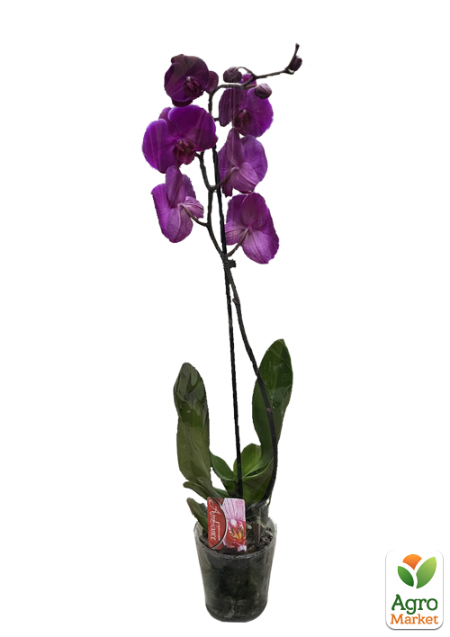 Орхидея (Phalaenopsis) "Purple" - фото 5