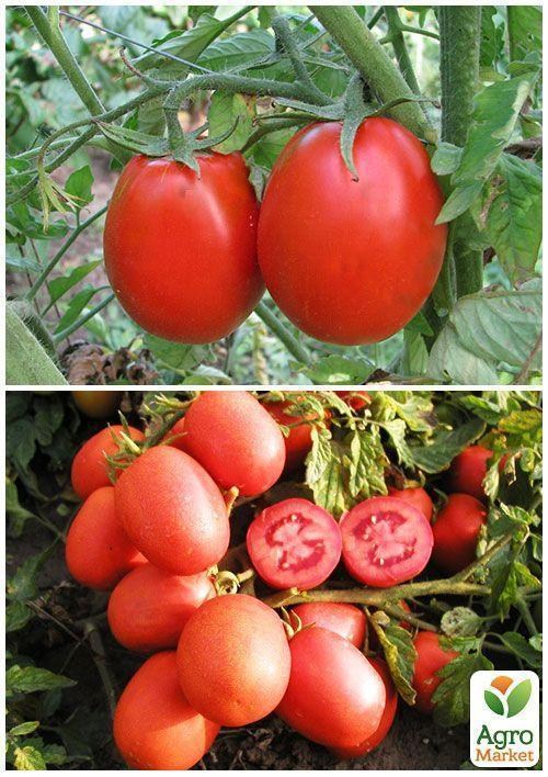 На вагу Томат "Новачок" ТМ "Весна" ціна за 1г - фото 4