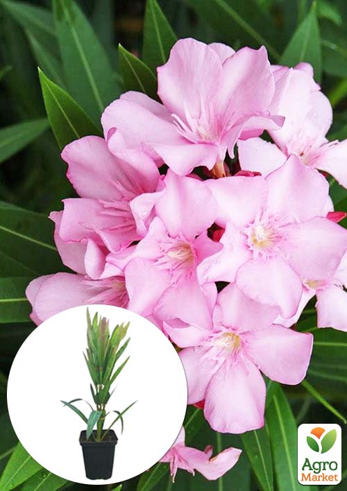 Олеандр духмяний "Nerium oleander Pink" (вічнозелений, ароматний кущ)