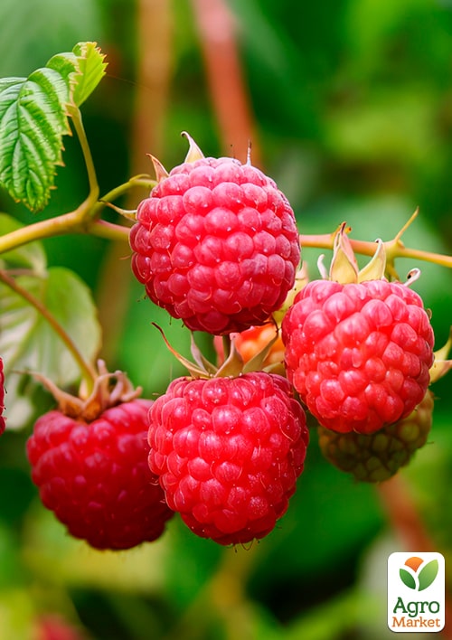 LMTD Малина "Summer Chef" (сортовая, укорененная) - фото 2