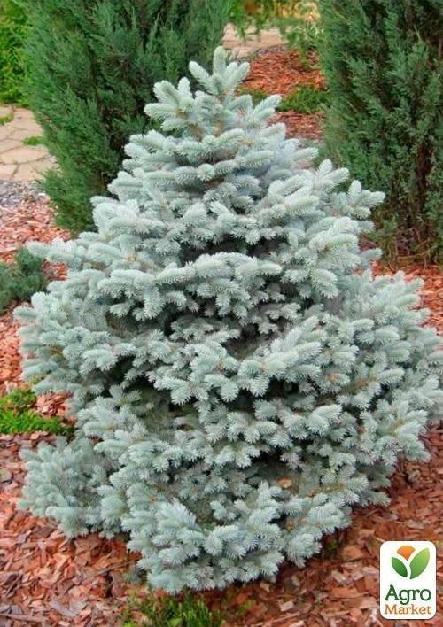 Ель колючая "Picea pungens" "Glauca" контейнер 1л