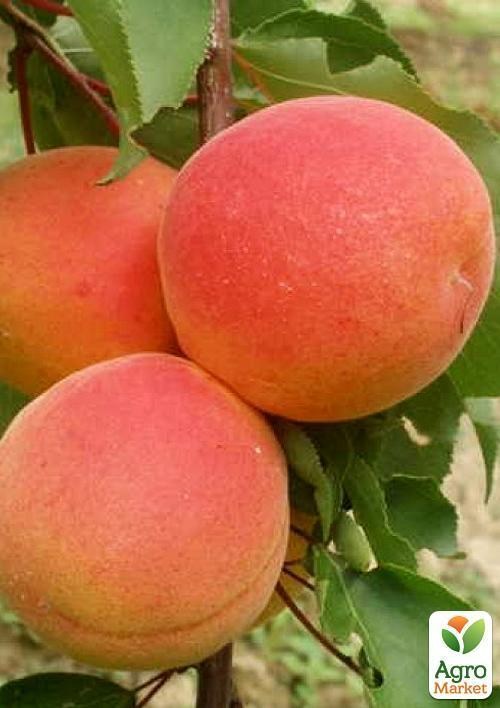 Абрикос "Пайве"