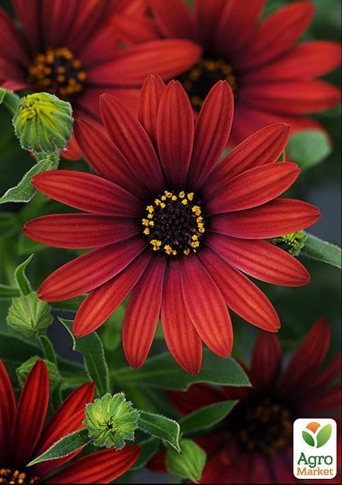 Остеоспермум "Roberta" (контейнер № 10, висота 10-20 см) - фото 3