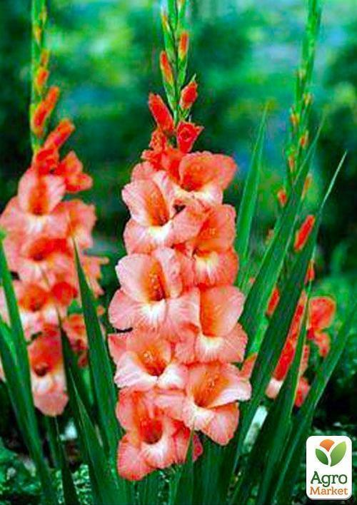 Гладіолус "Spic and Span" 3шт - фото 3