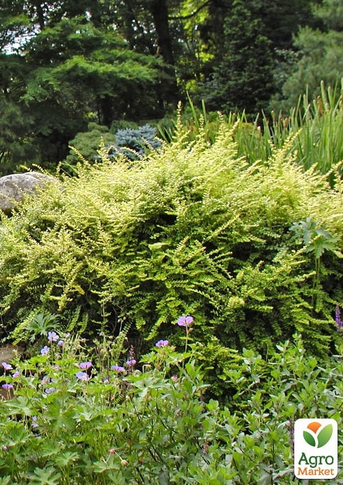 Жимолость шапочная "Lemon Beauty" (Декоративная, кустовая) - фото 6