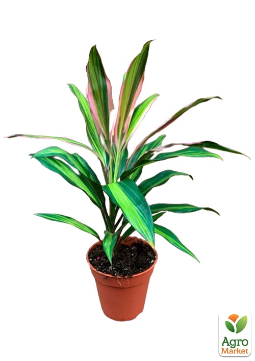 LMTD Кордилина "Lime" (высота 35-45см) - фото 7
