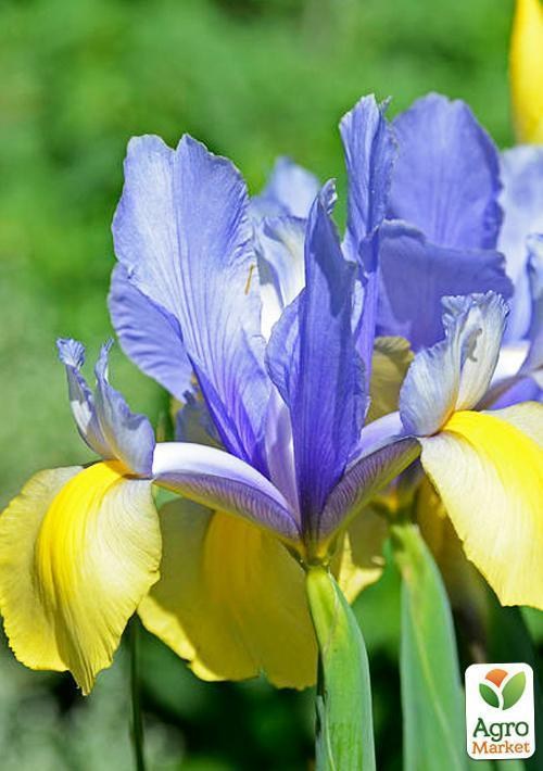 Ирис голландский "Mystic Beauty" 5шт в упаковке