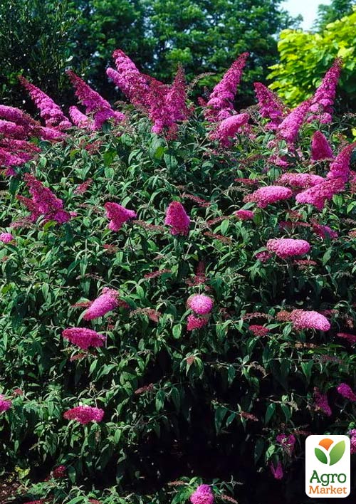 Буддлея Давида "Pink Delight"