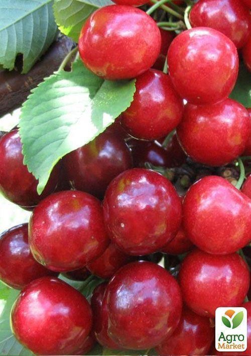 Черешня "Етіка"