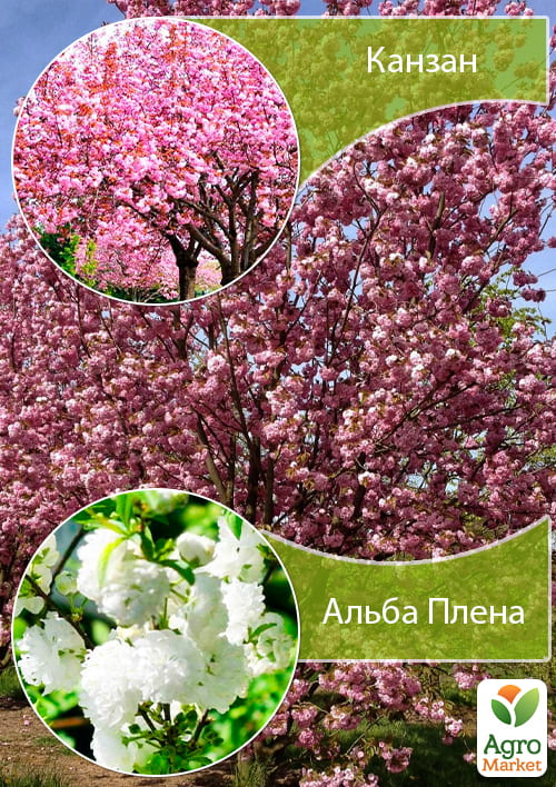 Сакура на штамбі "Канзан+Альба Плена"