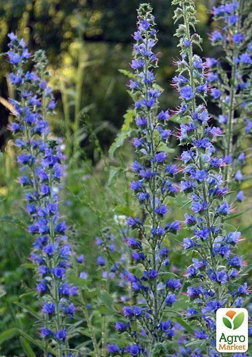 Синяк, трава 100г