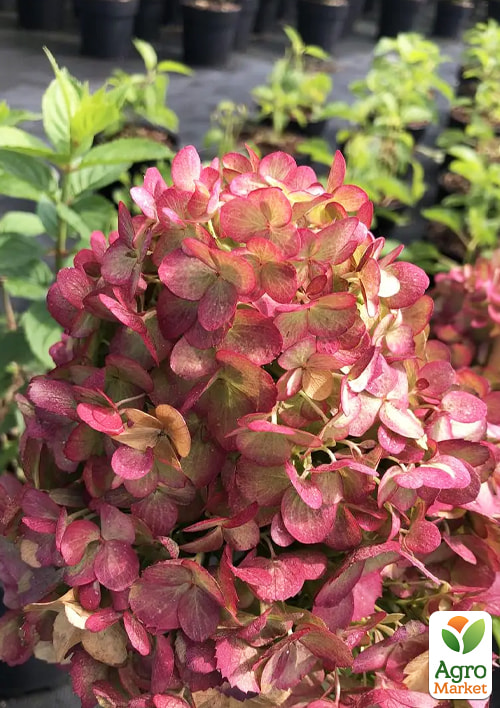 Гортензія 3-х річна волотиста "Petite Cherry" - фото 3