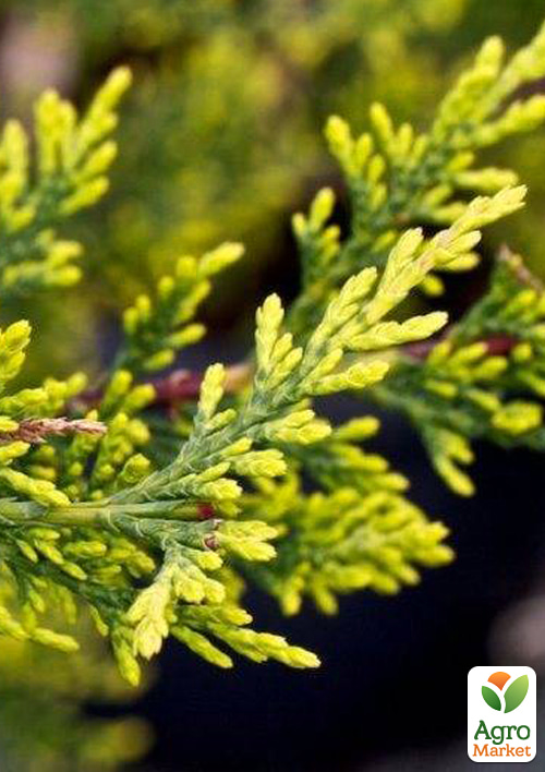 Купресосоціпаріс Лейланда "Castlewellan Gold" С2, висота 60-70см - фото 2