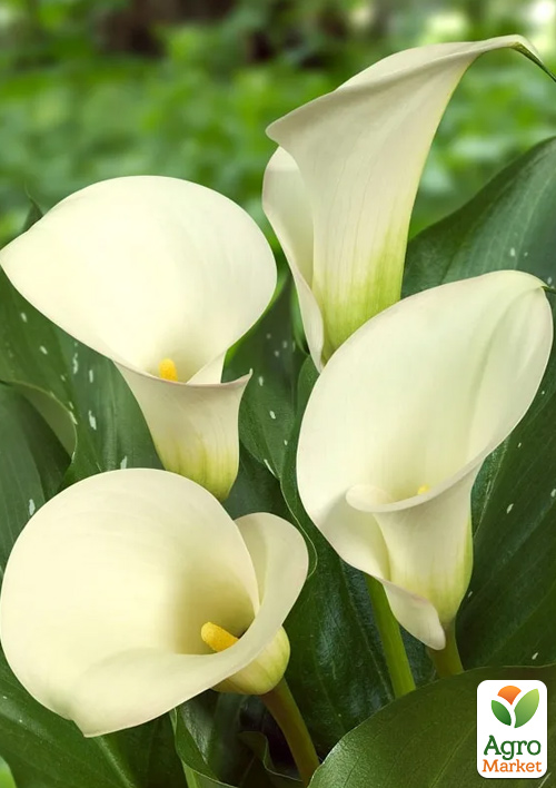 Калла "Albomaculata" 