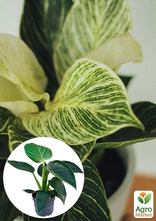LMTD Філодендрон "White Wave" висота 30-40см
