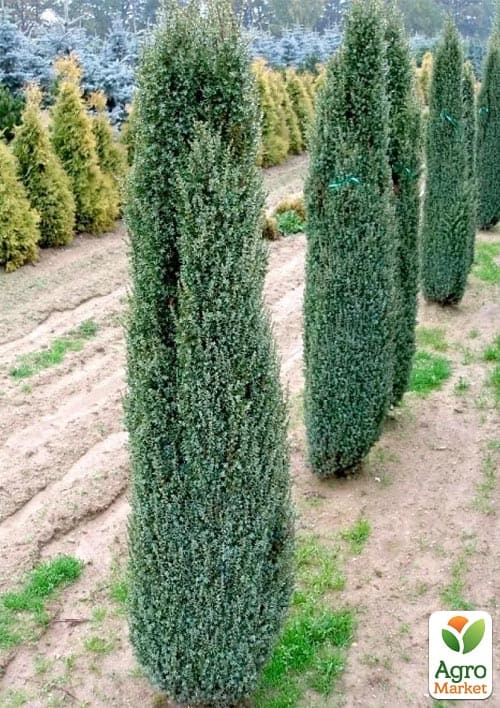 Можжевельник 3-х летний "Sentinel" С3, высота 40-50см - фото 4