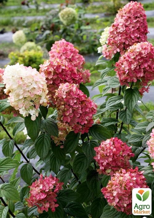 Гортензия 3-х летка метельчатая "Fire Light" - фото 3