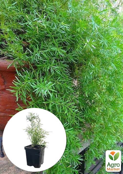 Аспарагус (Asparagus Densiflorus)