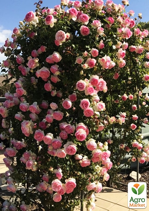 Роза плетистая "Цезарь" в контейнере, высший сорт - фото 5