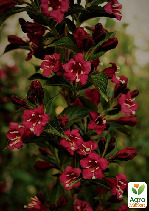 Вейгела "Бристоль руби" (Bristol Ruby) - фото 5