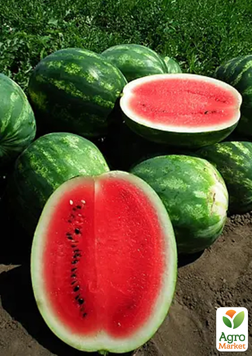 Арбуз "Ливия F1" ТМ "Clause" 1000шт - фото 3