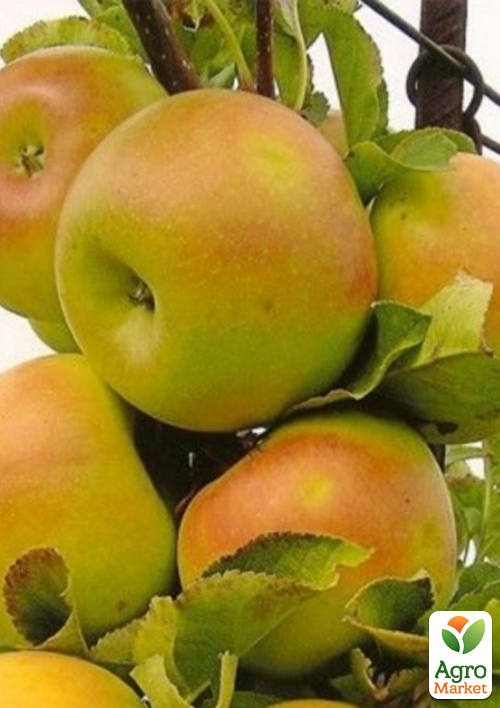 Яблоня колоновидная "Искорка" (высокие вкусовые качества, средний срок созревания)