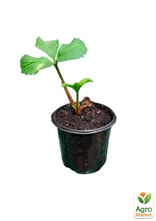 Клубника садовая "Сирия" (среднеранняя, укорененная в контейнере) - фото 5