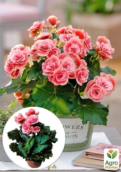 Бегония цветущая "Camellia"