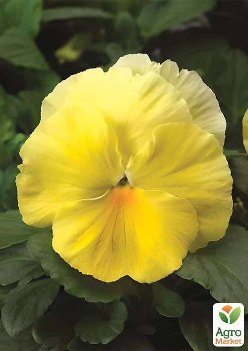 Віола Віттрока "Барон Ванільний" ТМ "Vesna Exclusive" 5шт