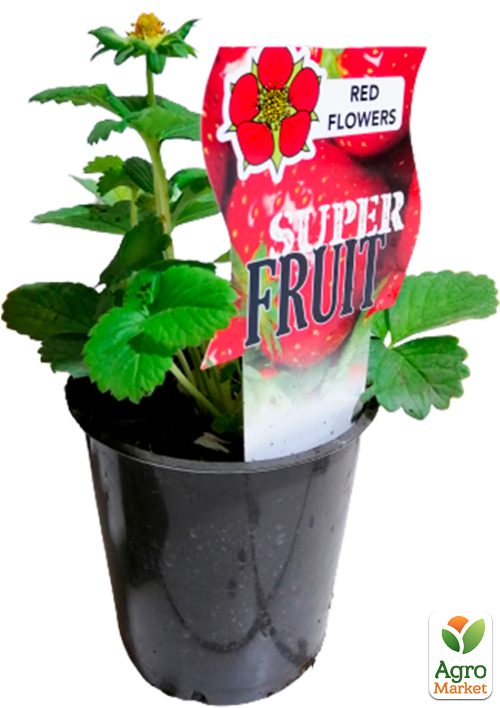 LMTD Клубника ремонтантная "Toscana" (горшечное, длительное плодоношение)  - фото 4