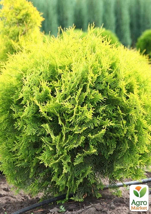 Туя западная "Golden Globe" С3, высота 20-30см