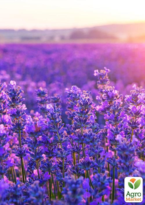 Лаванда английская узколистная "Сиреневый туман" (Рurple Haze) - фото 5