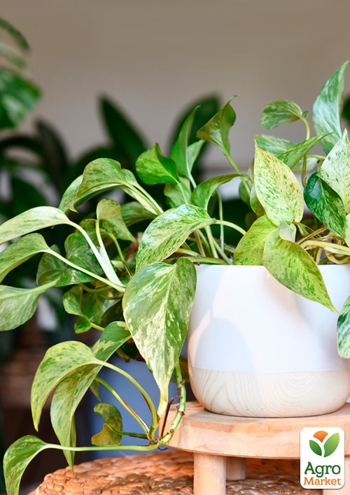 Эпипремнум "Marble Queen" 20-30см