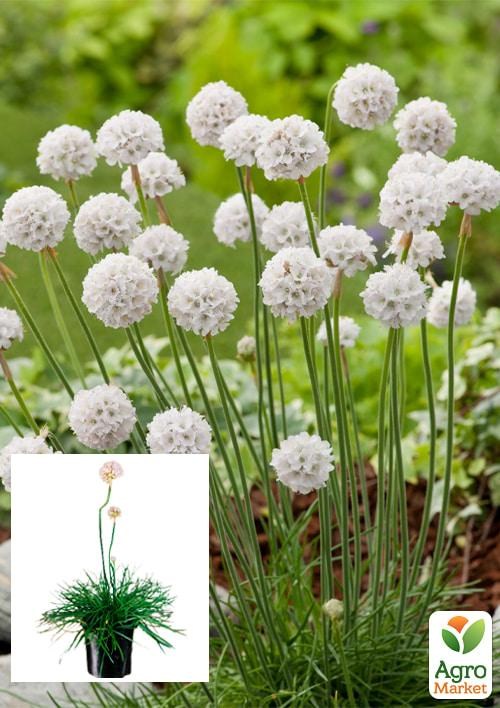 Армерия приморская "Morning Star White"