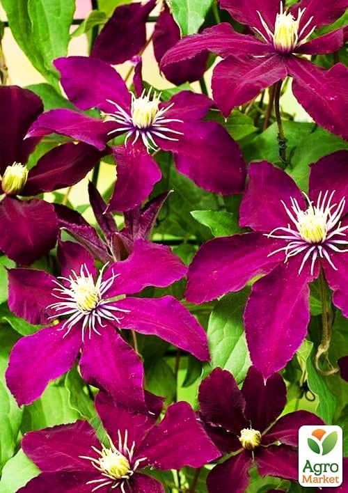 Клематис "Niobe" (повторноквітучий сорт) - фото 6