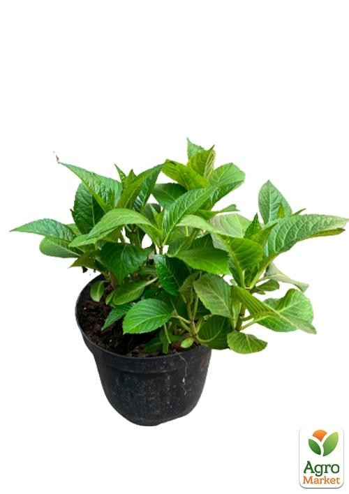 Гортензія ремонтантна круплолистна 3х літня «Папілон» - фото 2