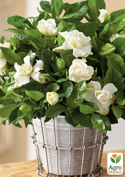 Гарденія жасминоподібна "The first love" (Gardenia jasminoides) - фото 7