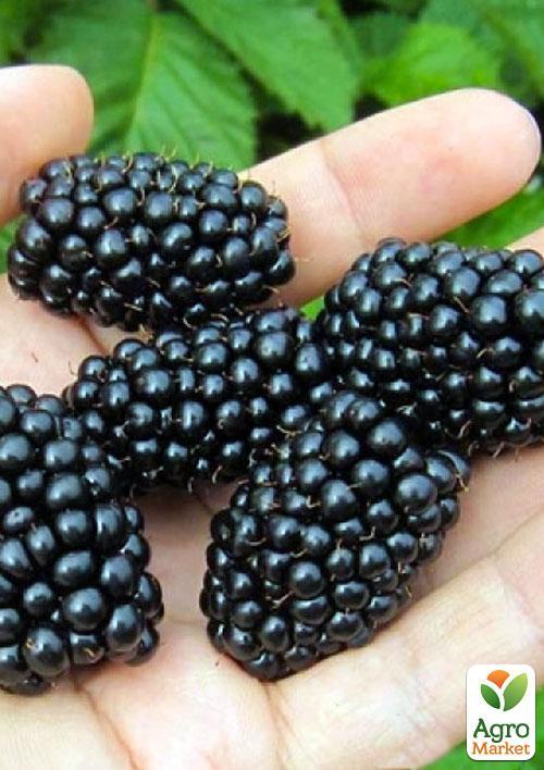 Ежевика ранняя крупноплодная "Блек Бат" (Black Butte)