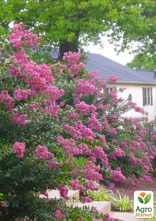 Спирея Билларда "Triumphans" (горшок Р9) 