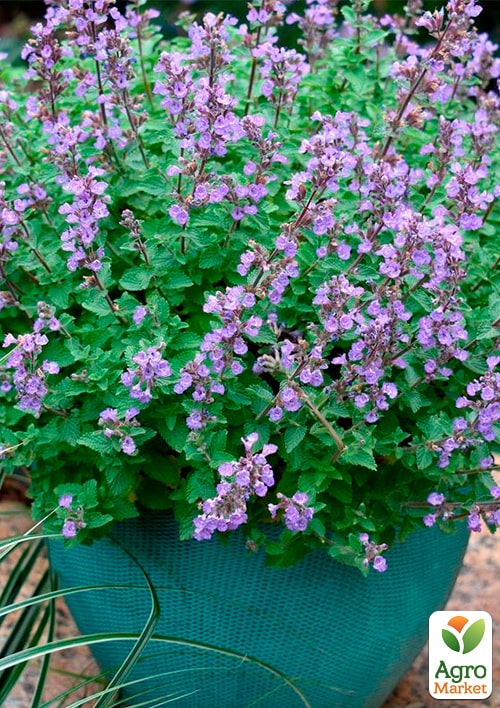 Котовник "Purrsian Blue"(Кошачья мята, непета)