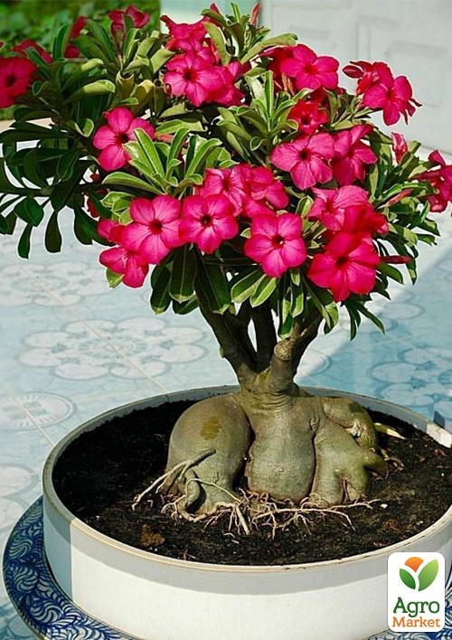 Аденіум "Desert Rose"