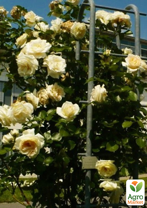 Роза плетистая "Schneewalzer" в контейнере, высший сорт - фото 2