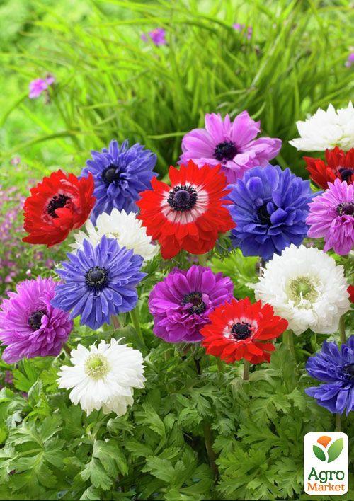 Анемона махрова "St.Brigit" мікс (розмір 5/7 великий) 5шт в упаковці