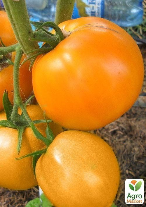 Томат "Апельсин" (Зипер) ТМ "Весна" 0,5г - фото 2