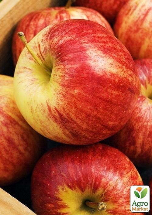 Яблуня "Чемпіон Рено" (зимовий сорт, пізній термін дозрівання)